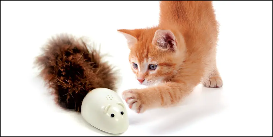 10-Tips-Memilih-Mainan-Yang-Tepat-Untuk-Kucing-large