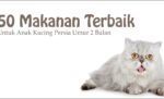 50 Makanan Terbaik untuk Anak Kucing Persia Umur 2 Bulan