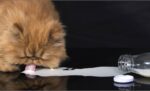 Membahas Susu Dancow untuk Kucing: Benarkah Boleh dan Berapa Dosisnya?