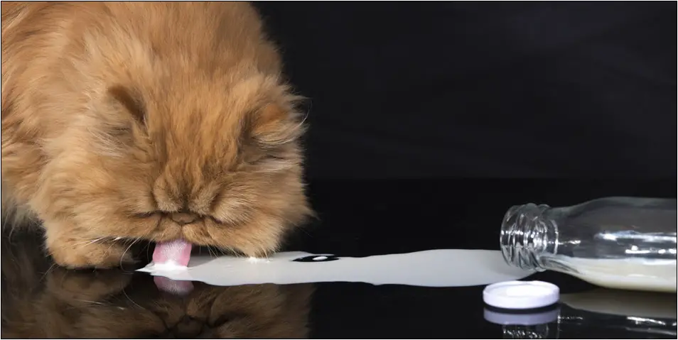 Apakah Kucing Persia Boleh Minum Susu Dancow
