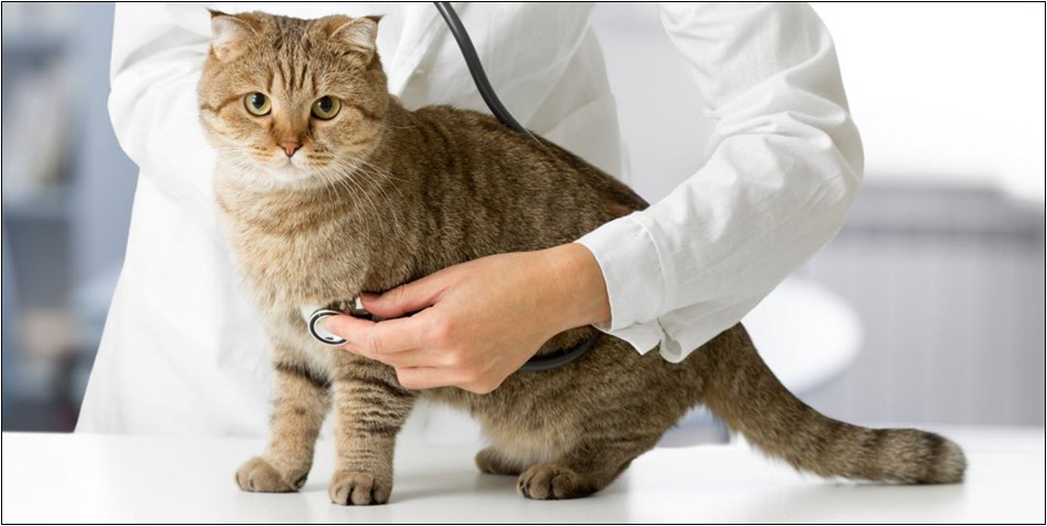 Biaya Operasi Kucing Persia Ambeien di Klinik Dokter Hewan