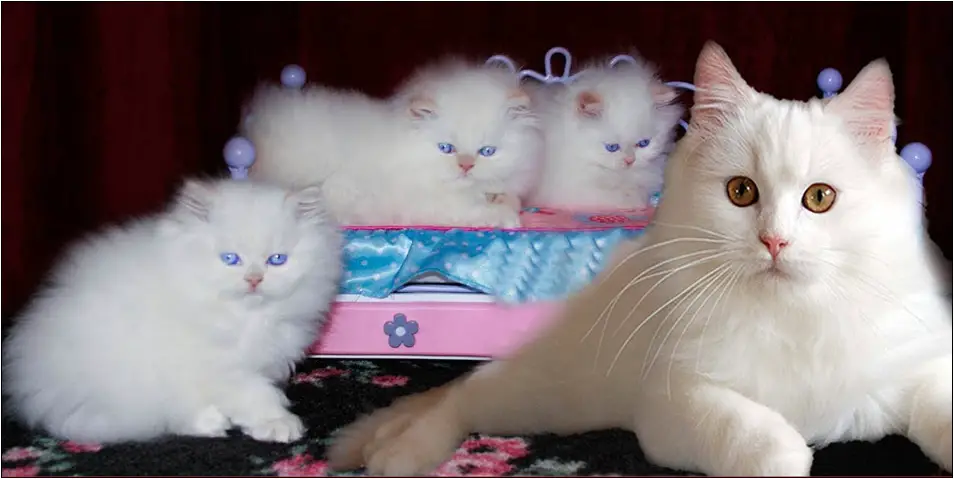 Bolehkah Kucing Persia Yang Baru Melahirkan Dimandikan