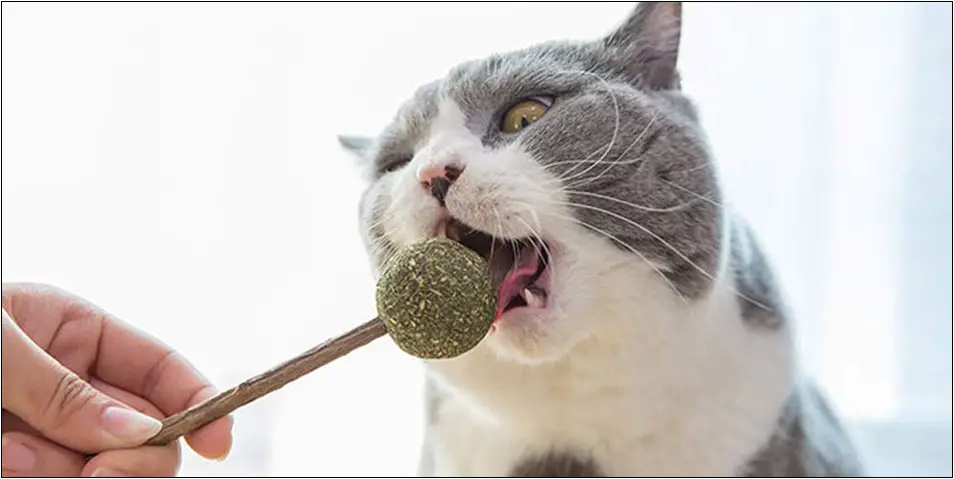 Catnip Lollipop Cat Treat