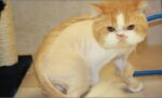 Cara Mencukur Bulu Kucing Persia dengan Benar dan Aman