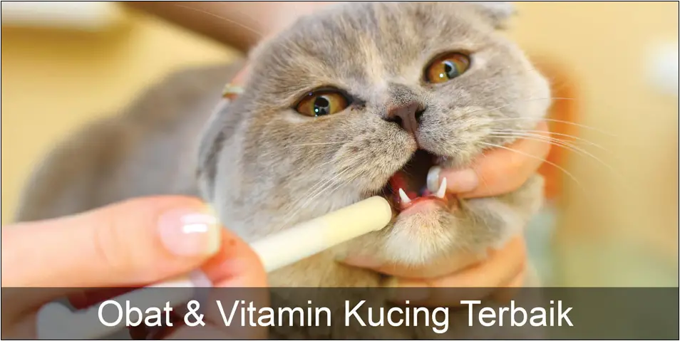 Obat-&-vitamin-kucing-terbaik