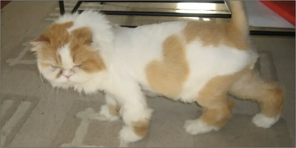 Potongan-Kucing-Comb-Cut