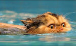 Cara Melatih Kucing Berenang