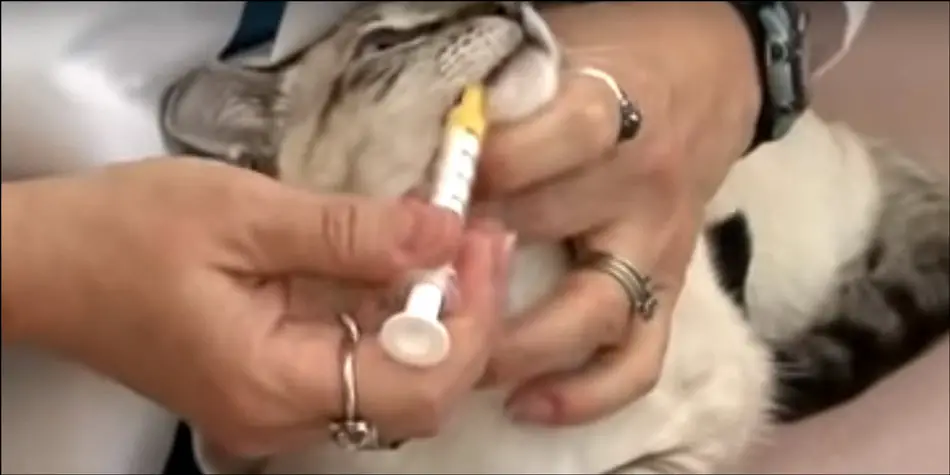 Cara-meminumkan-obat-cair-kepada-kucing-secara-langsung