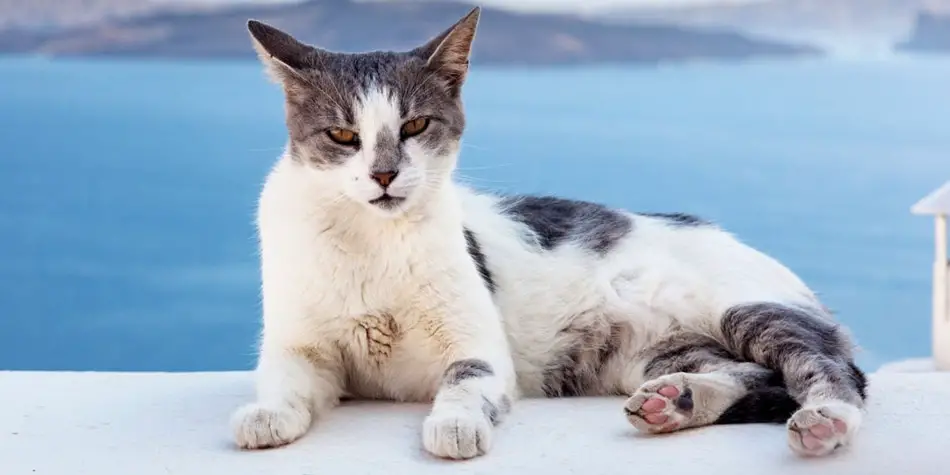 Kucing-ras-jenis-Aegean