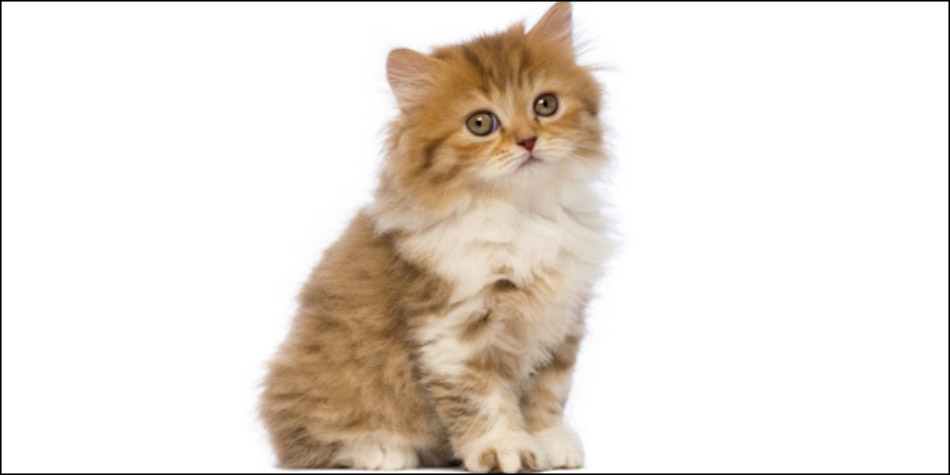 Kucing-ras-jenis-British-Longhair