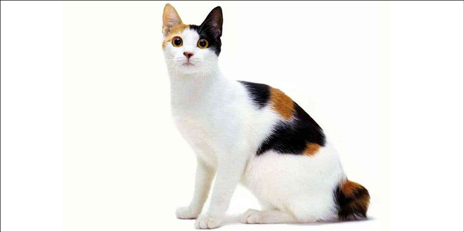 Kucing-ras-jenis-Japanese-Bobtail