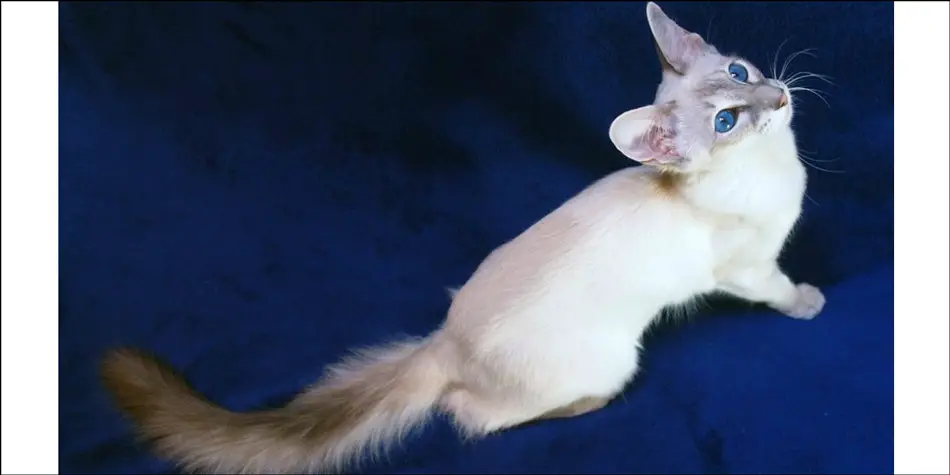 Kucing-ras-jenis-Javanese-atau-Colorpoint-Longhair