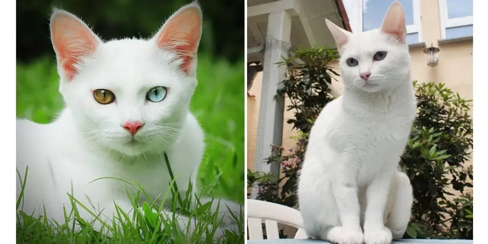 Kucing-ras-jenis-Khao-Manee