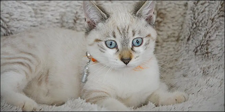 Kucing-ras-jenis-Ojos-Azules