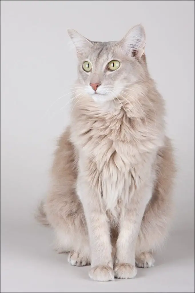 Kucing-ras-jenis-Oriental-Longhair-atau-Mandarin