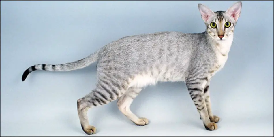 Kucing-ras-jenis-Oriental-Shorthair