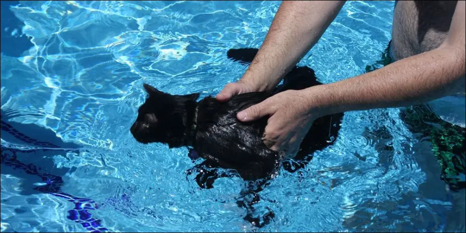 Langkah-6-Mengajari-kucing-cara-berbelok-saat-berenang