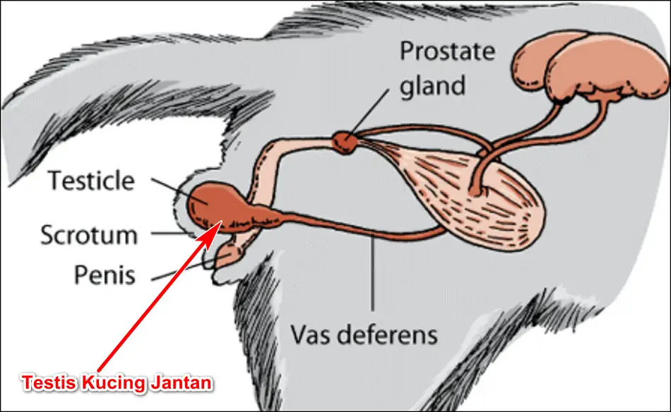 gambar anatomi posisi testis pada kucing jantan