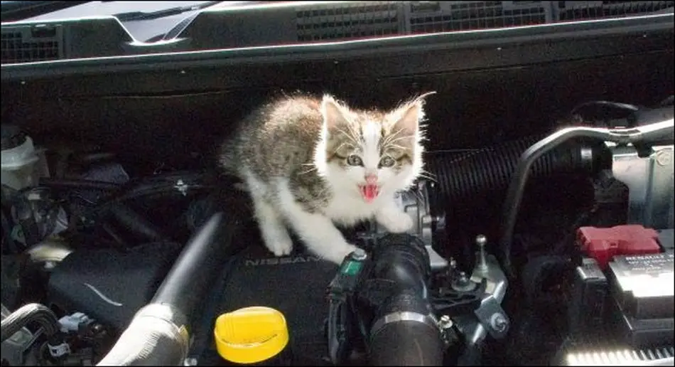 cara mengusir kucing di cap mobil