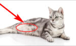 Panduan Lengkap Cara Merawat Kucing Hamil Hingga Melahirkan