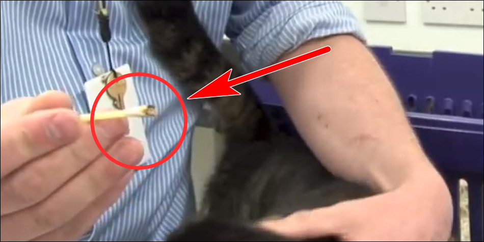 dokter mengambil sample kotoran telinga kucing menggunakan cotton bud