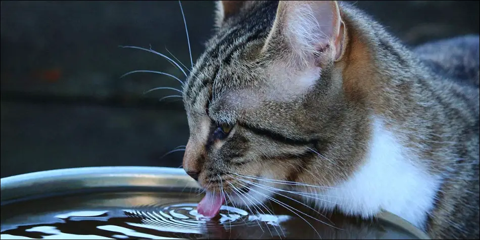 air minum kucing harus bersih dan steril