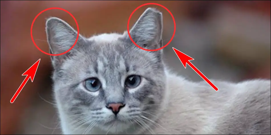 ciri ciri kucing sakit pertama adalah daun telinga kucing dingin