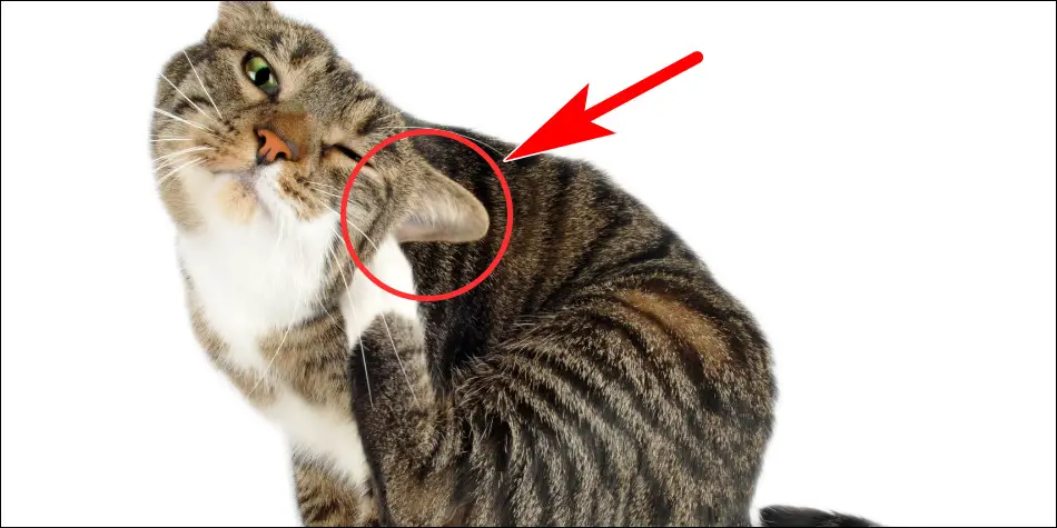 kucing sering menggaruk telinga tandanya telinga kucing terserang kutu telinga atau bahkan infeksi