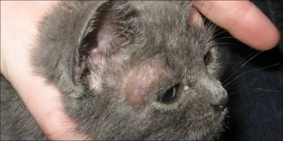 bulu kucing rontok secara tidak wajar dapat menjadi tanda-tanda scabies, jamur parasit dan kutu telinga