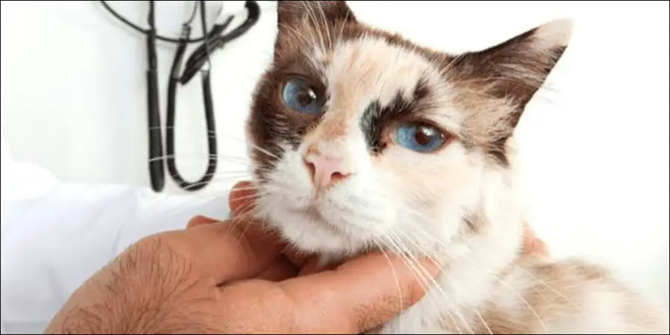 pembengkakan pada bagian tubuh kucing dapat disebabkan oleh infeksi virus berbahaya