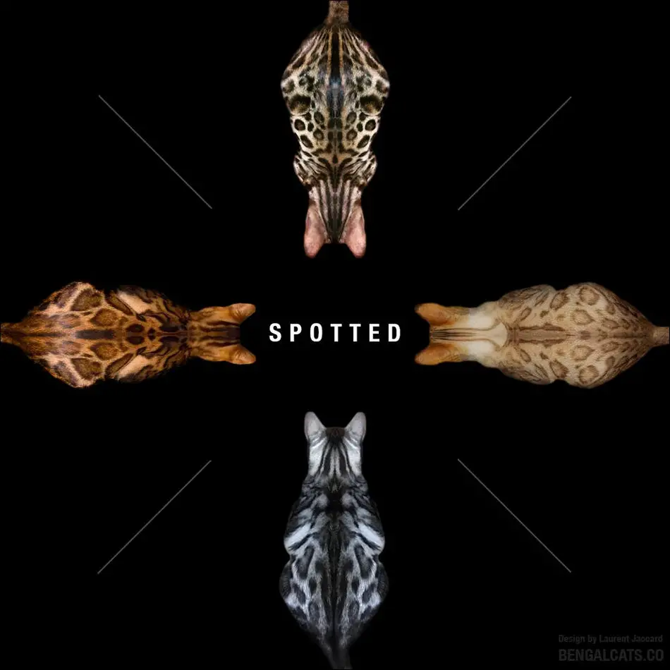 kucing belang dengan pola mantel totol atau spotted