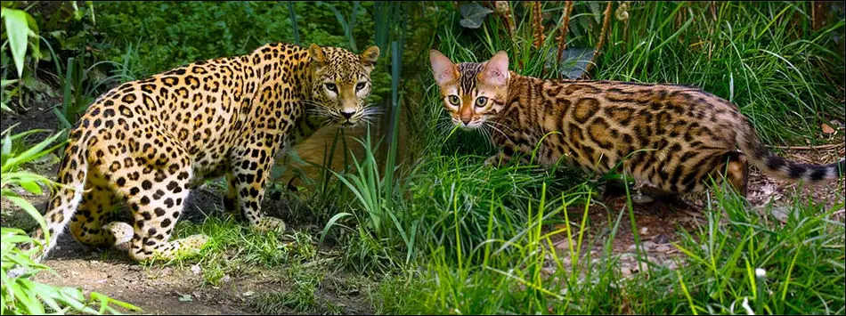 kucing bengal spotted terlihat seperti macan tutul mini