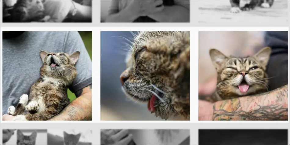 lil bub kucing lucu yang terkenal di Instagram