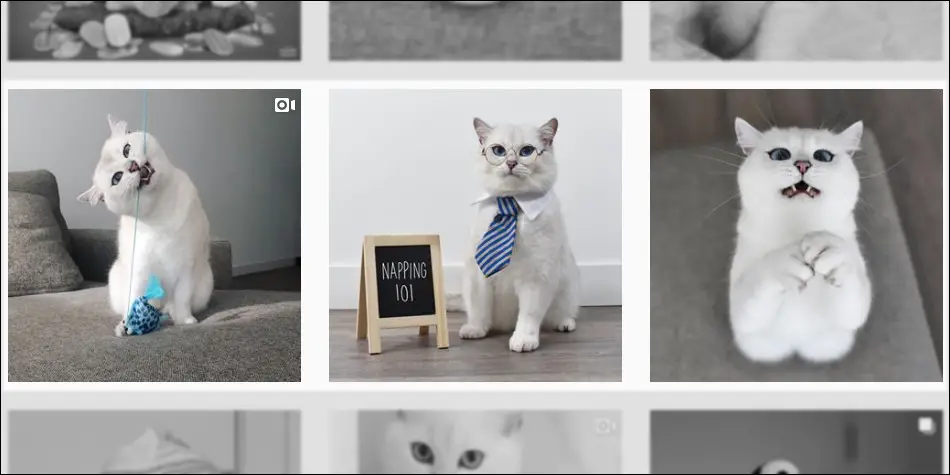 Coby adalah kucing putih yang terkenal di Instagram 2019