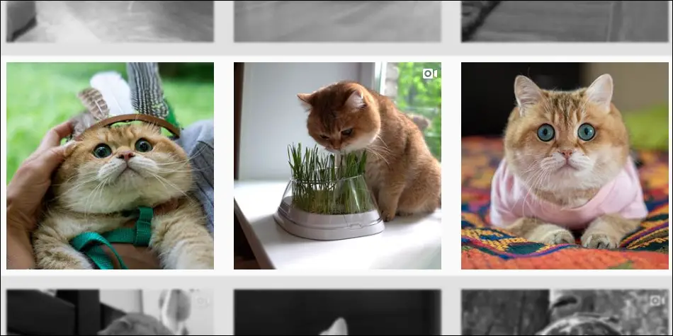 Hosico adalah kucing gimbul yang memiliki popularitas tinggi di instagram