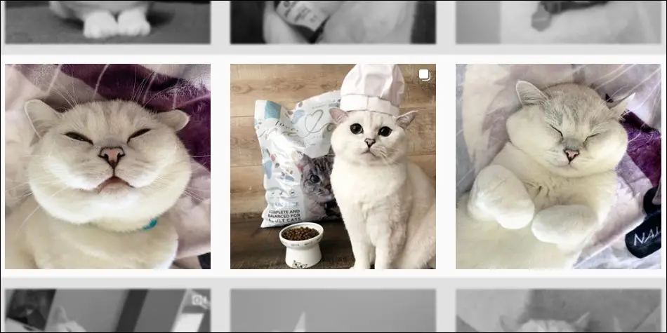 Kucing dengan warna kopi late ini sangat popular di instagram, namanya white coffe cat