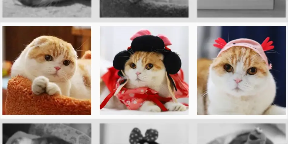 kucing lucu ini bernama Waffles cat, dia sangat terkenal di instagram
