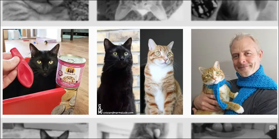 Cole dan marmalade adalah kucing hitam dan kucing orange yang sangat terkenal di Instagram