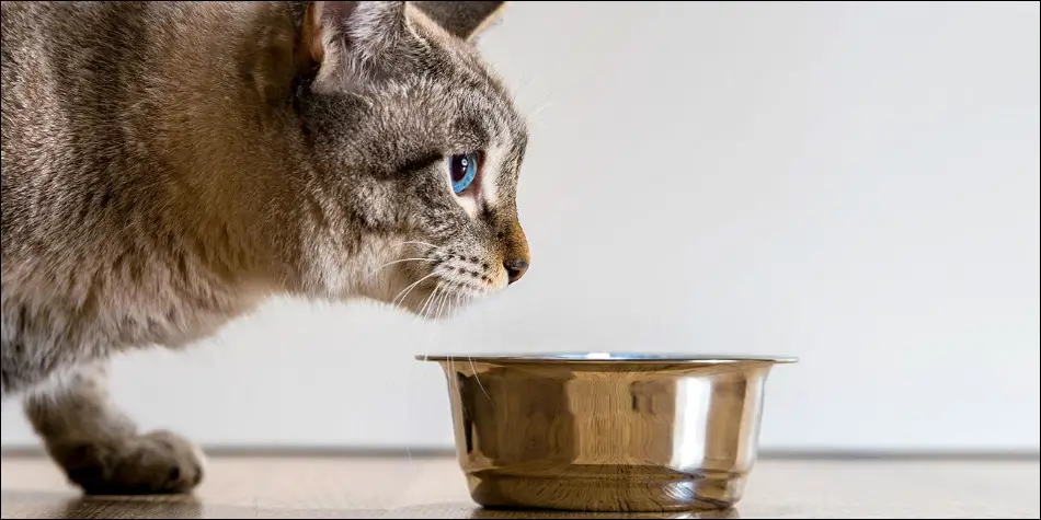 Cara Menyiapkan Makanan Untuk Kucing Ompong