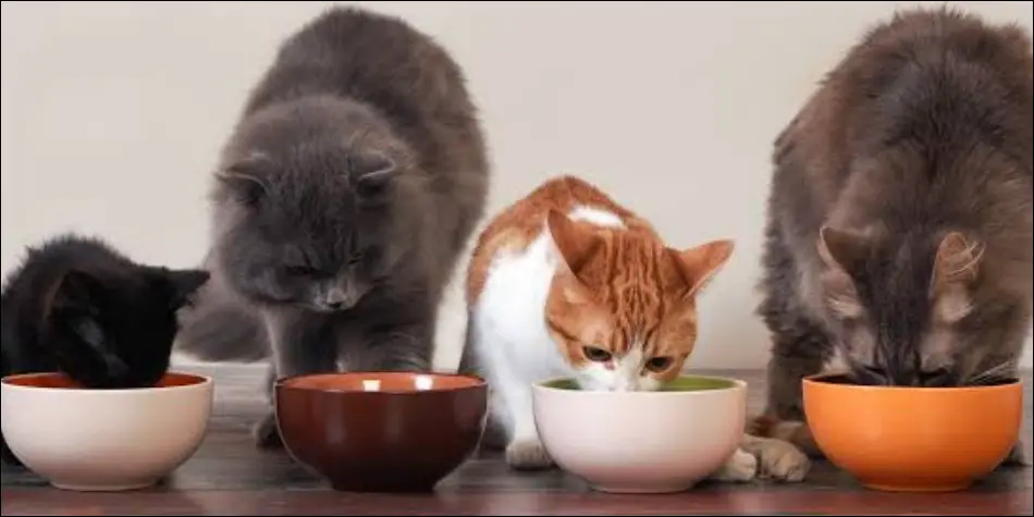 Makanan yang Tidak Boleh Dimakan Oleh Kucing Ompong