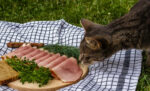 Bolehkah Makan Makanan Bekas Kucing?