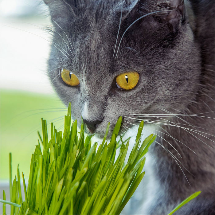 Kenapa kucing makan rumput alfalfa.