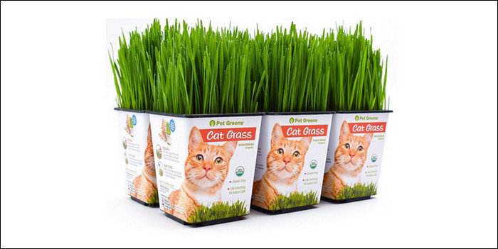 Kenapa kucing makan rumput segar