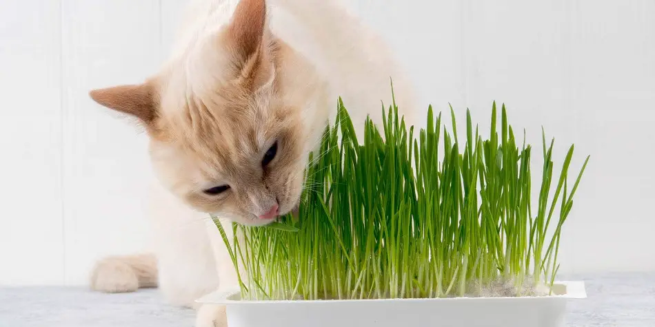 Kenapa kucing makan rumput