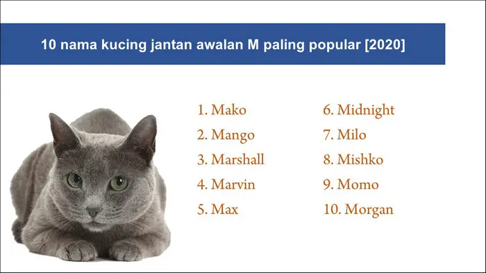 nama kucing jantan dengan awalan M paling popular tahun 2020