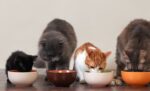 Berapa Takaran Makanan Kucing Per Hari yang Tepat?