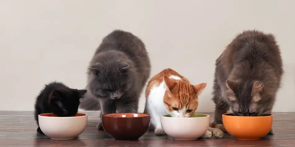 takaran makanan kucing per hari