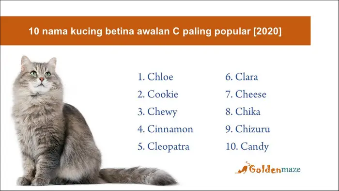 10 nama kucing betina awalan C paling popular [2020]