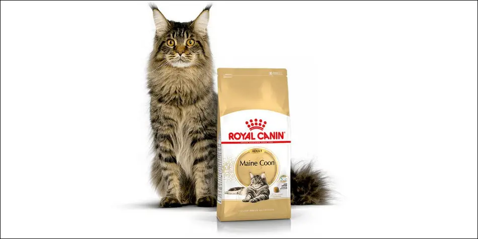 12 rekomendasi makanan kucing maine coon [2020] • Goldenmaze