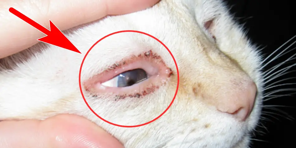 Apakah sakit mata kucing bisa menular ke manusia